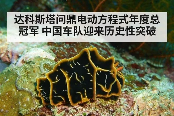 达科斯塔问鼎电动方程式年度总冠军 中国车队迎来历史性突破